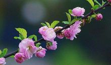 善于交际，头脑灵活的生肖女，一生命运顺遂，不缺钱花，家庭必富