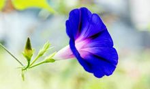 12月26号后形式逆转，4属相财运爆棚，事业日日兴旺，工作顺心