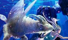 B型血摩羯座，在爱情中慢半拍，需要适合的人带领前进