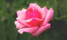 哪几个星座的忍耐力比较差？