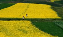 不够含蓄会错失良缘的生肖女