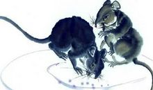 本周熬完，这三个属相有“大囍”，财富不请自来！