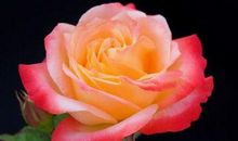 11月下旬脚踩金元宝，身体棒财运旺的生肖，福大财大，事事顺心