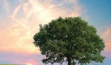 招财的风水摆件有哪些要求，吉祥画悬挂于家中玄关，近贵远祸