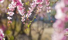 4月初，喜事一飞冲天，天上掉财、地上生金，3生肖贵人找上门，天天开口笑