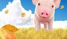 2020年属猪人全年运势,属猪的人命好吗