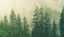 生肖属猴的本命佛是什么，生肖猴的本命佛是大日如来