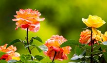 生肖属羊的男人2020年桃花运，桃花运势较好，能遇舒心之人