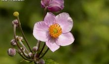 4月上旬，爱意不减，相濡以沫，天长地久的三大星座