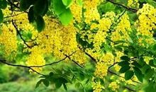 未来1个月，4属相吉星庇佑，鸿运当头，非富即贵，生活美好