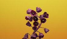 2月初三闷声发财，大奖必中，横财必得，注定大富大贵的4生肖