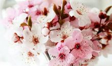 2020年农历四月和闰四月生肖属鼠和生肖属猴订婚黄道吉日