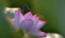 二月福气不缺，财运不倒，爱情不凉，喜事一连串的四生肖