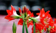 下周开始，好运来临，财神来敲门，福气满满，鸿运当头的星座