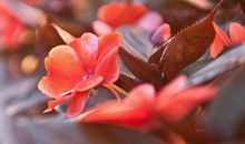 11月13号开始幸运到身边，四生肖现六合贵人吉运，大运一到腰缠万贯!