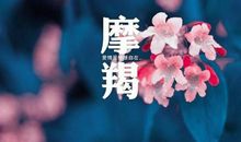 摩羯座小姐姐说，爱情不能讲究，于是有了孤生