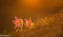 元宵节开始，惊喜不断，富贵十足，大旺特旺的四生肖