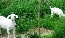 2015年属羊人2021年运势男命 15年出生6岁生肖羊男2021年运程详解