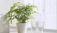 12星座最初爱情梦想是什么