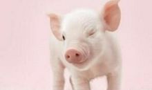 2020年属猪人桃花运好吗，爱情运势怎么样