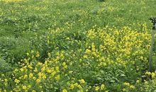 九月开学季【学业考试运】最吉生肖榜