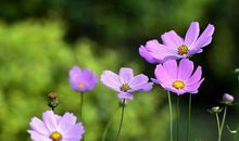 早年赚钱很累，中年之后大财不断，富贵盈门，钱财无忧的3生肖