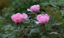 2020年喜事临门，财神驾到，3生肖桃花事业双丰收，人生辉煌！