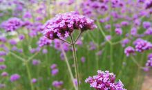 生肖属猪的女人2020年桃花运，桃花运不旺，难觅意中人