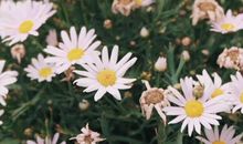 生肖属狗的女人2020年桃花运，桃花运旺，单身狗脱单在即