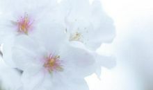 生肖属牛的男人2020年桃花运，大胆表白便可收获桃花