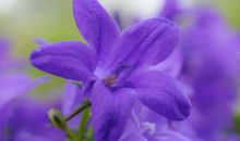 生肖属蛇的男人2020年桃花运，收获结果，能与暗恋对象走到一起