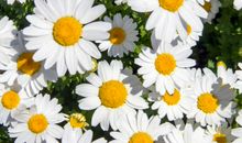 生肖属鼠的男人2020年桃花运，运势悄无声息，感情发展无望