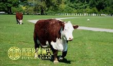 2009年属牛的人明年运势