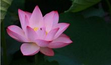 这4大生肖，12月底事业蒸蒸日上，财运一飞冲天！