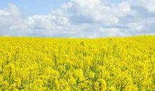 生肖属虎的女人2020年桃花运，桃花满天飞，但烂桃花缠身