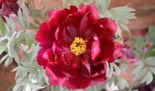 未来10天内，运势开始走高，事业一顺百顺，日子不缺钱的四大生肖