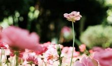 生肖属龙的男人2020年桃花运，烂桃花多，质量欠佳使得继续单身