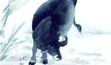 人到中年福分旺，日子越过越滋润的生肖