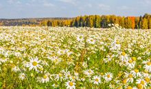 生肖属马的男人2020年桃花运，事业繁忙，脱单无望