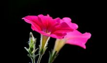 自2月18号开始，好运不断，多财多福，鸿运当头的生肖