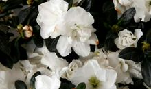 生肖属兔的男人2020年桃花运，爱情专享年，桃花运旺到让人羡慕