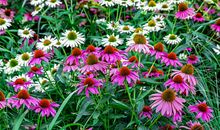 生肖属虎的男人2020年桃花运，不遇心动异性，依然孤孤单单