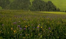 生肖属鼠的女人2020年桃花运，运势极佳，多遇优质桃花