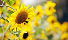 十二生肖1月27日提前播报：生肖鼠得到回报，生肖猴终止争吵