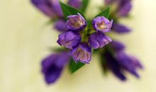 2月有幸得到财神庇护的三大生肖，握住机会轻松赚钱