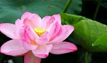 进入2月衣食不缺，钱财不断，开启富贵人生的三大生肖