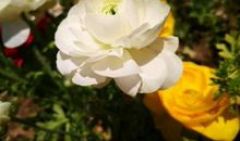 自2月18号开始，运势大红大紫，财源滚滚而来，好运相伴的生肖