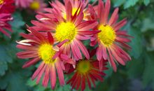 2月吉星照射，好运到来，运势顺遂，财运越来越旺的四属相