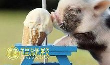 属猪人出生时辰的命运