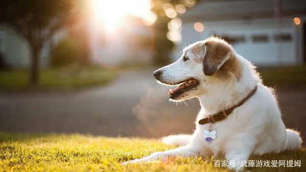 鼠年路上的唯美句子，睿智通透，愿你事业风水顺 13